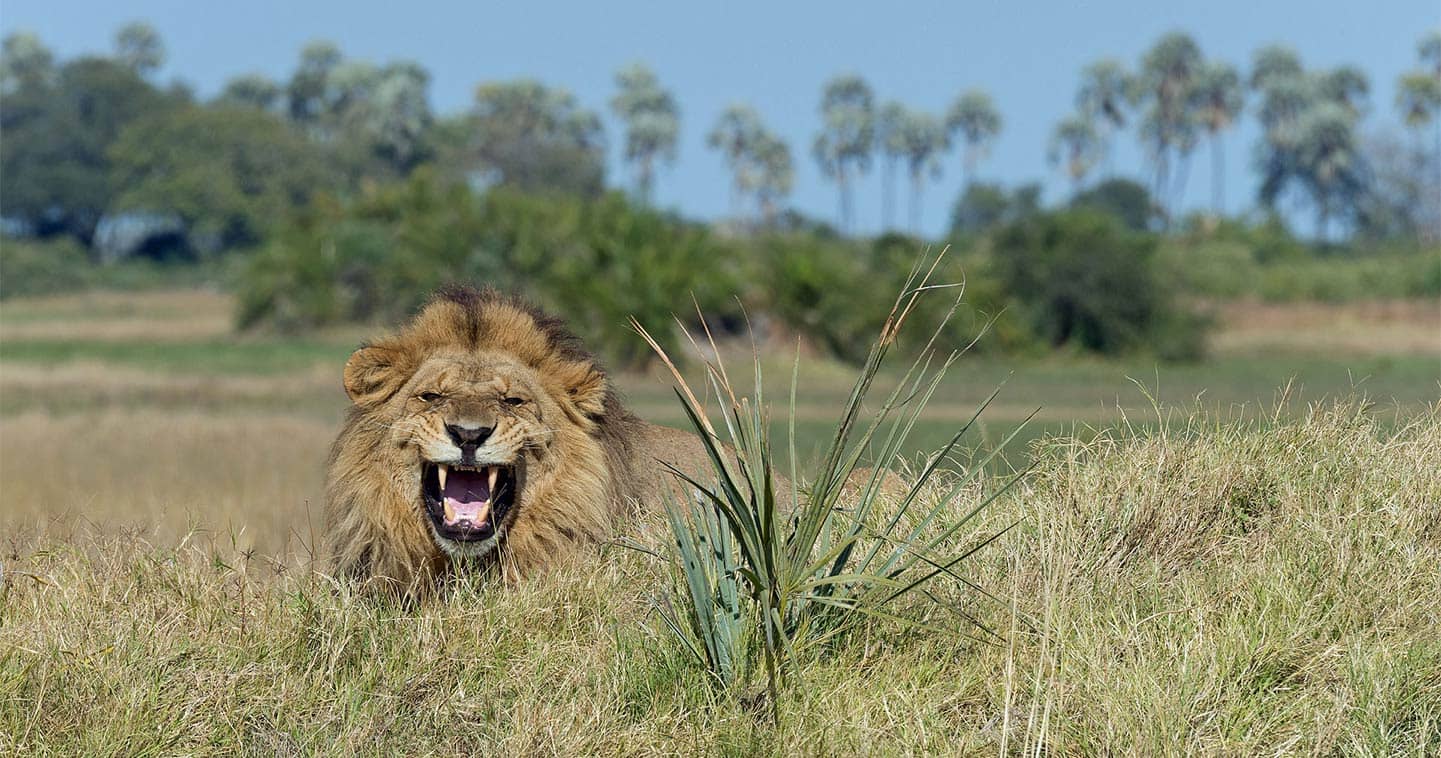 Moremi lion spotted during a Big Five Safari