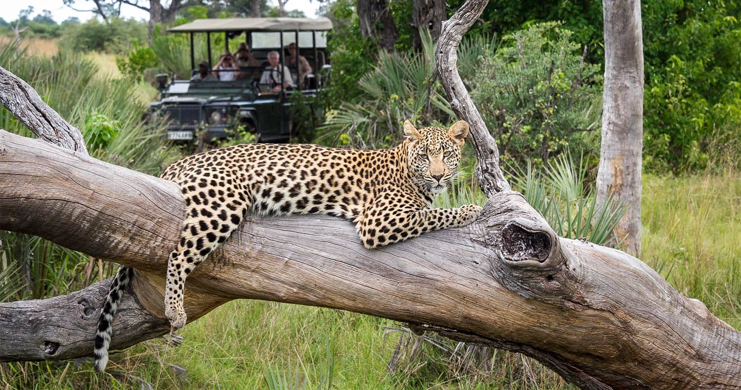 Game Drive in the Moremi Game Reserve