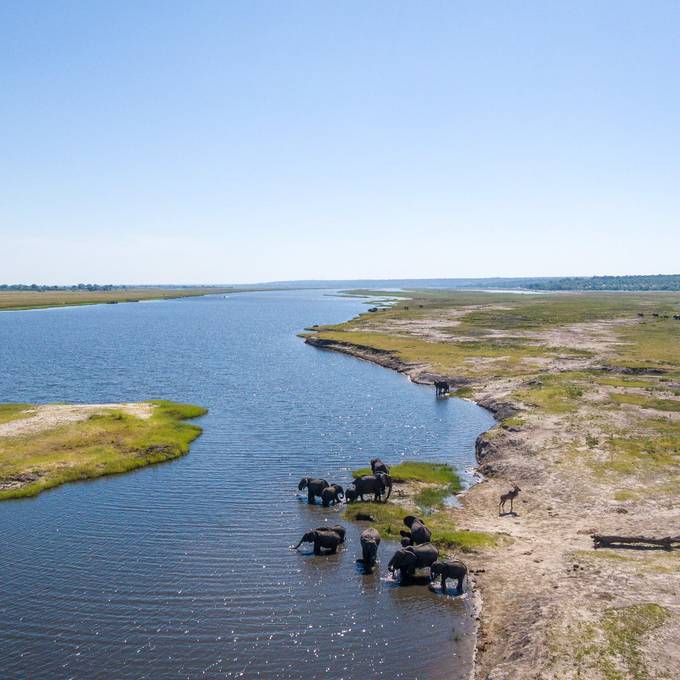 Aerial view of elephant herd entering the Chobe River