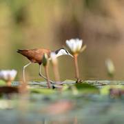 African jacana walking on water lily pads in the Okavango Delta