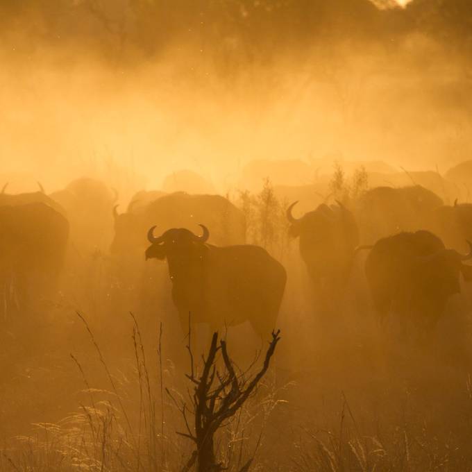 Cape buffalo herd silhouetted in golden dust at sunset