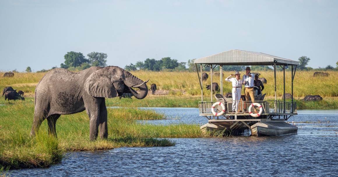 Electric safari boat beside an elephant on the Chobe riverbank