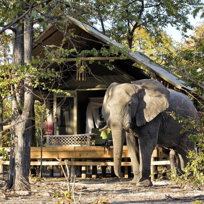 Elephant beside a raised safari tent at Elephant Pan