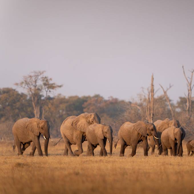 Elephant herd crossing open grassland in Moremi Game Reserve
