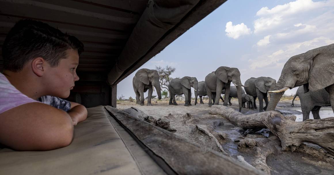 Elephant herd viewed from the underground hide at Elephant Pan