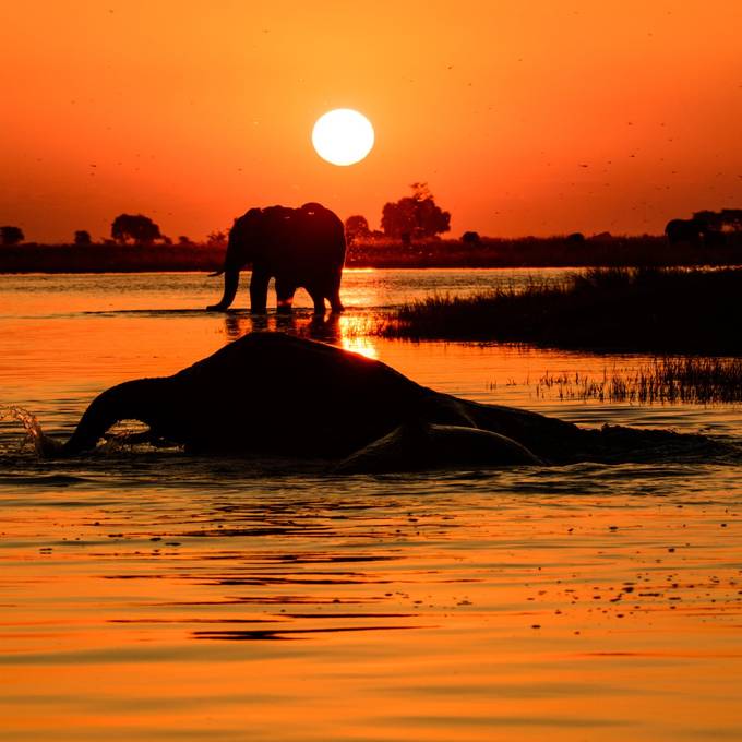 Elephants silhouetted in the Chobe River at sunset