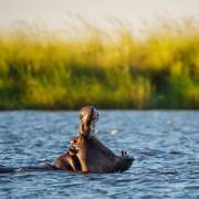 Hippo yawning in the Chobe River at golden hour
