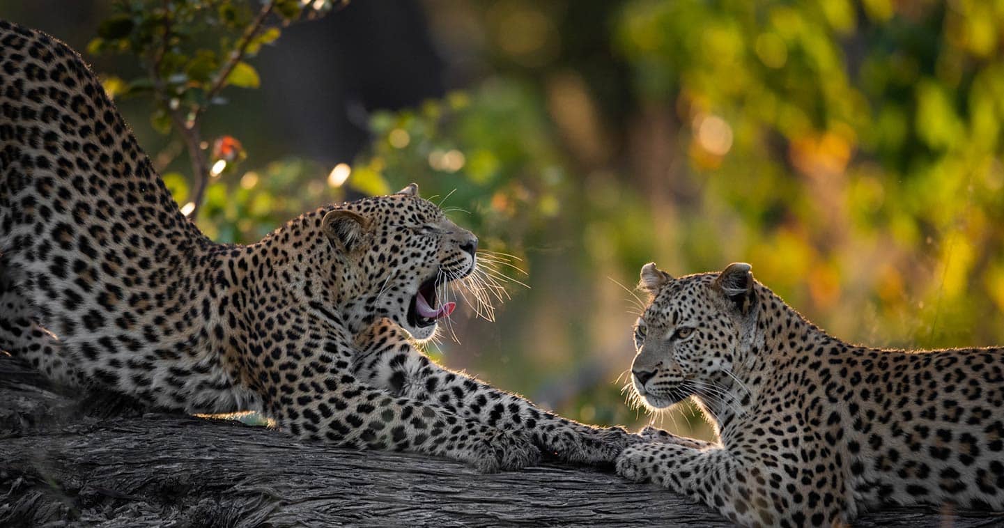 Leopard viewing in Khwai Private Reserve - Botswana