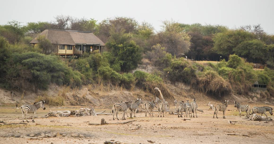 Leroo La Tau lodge chalet with zebra herd on the Boteti riverbed