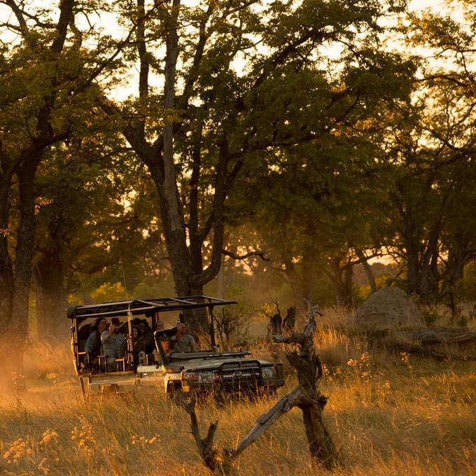 Letaka safari vehicle driving through mopane woodland at golden hour