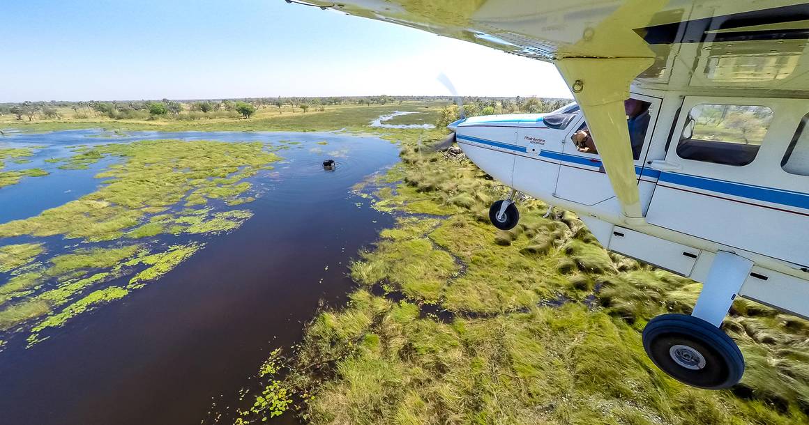 Light aircraft flying over the Okavango Delta with elephant below