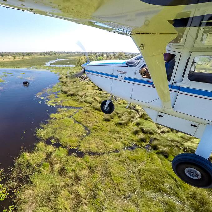 Light aircraft over the Okavango Delta with hippo below