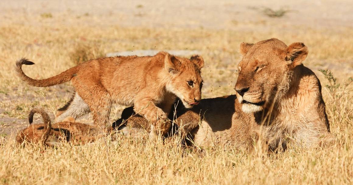 Lioness and cubs resting on open grassland in Savuti