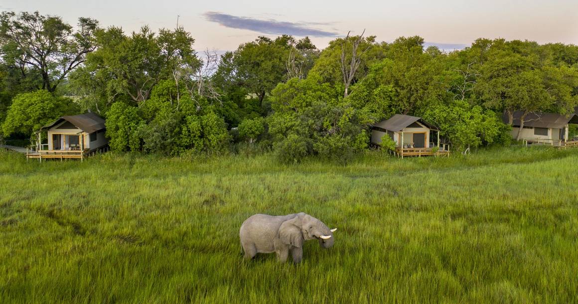 Little Sable camp with elephant on the Khwai grasslands