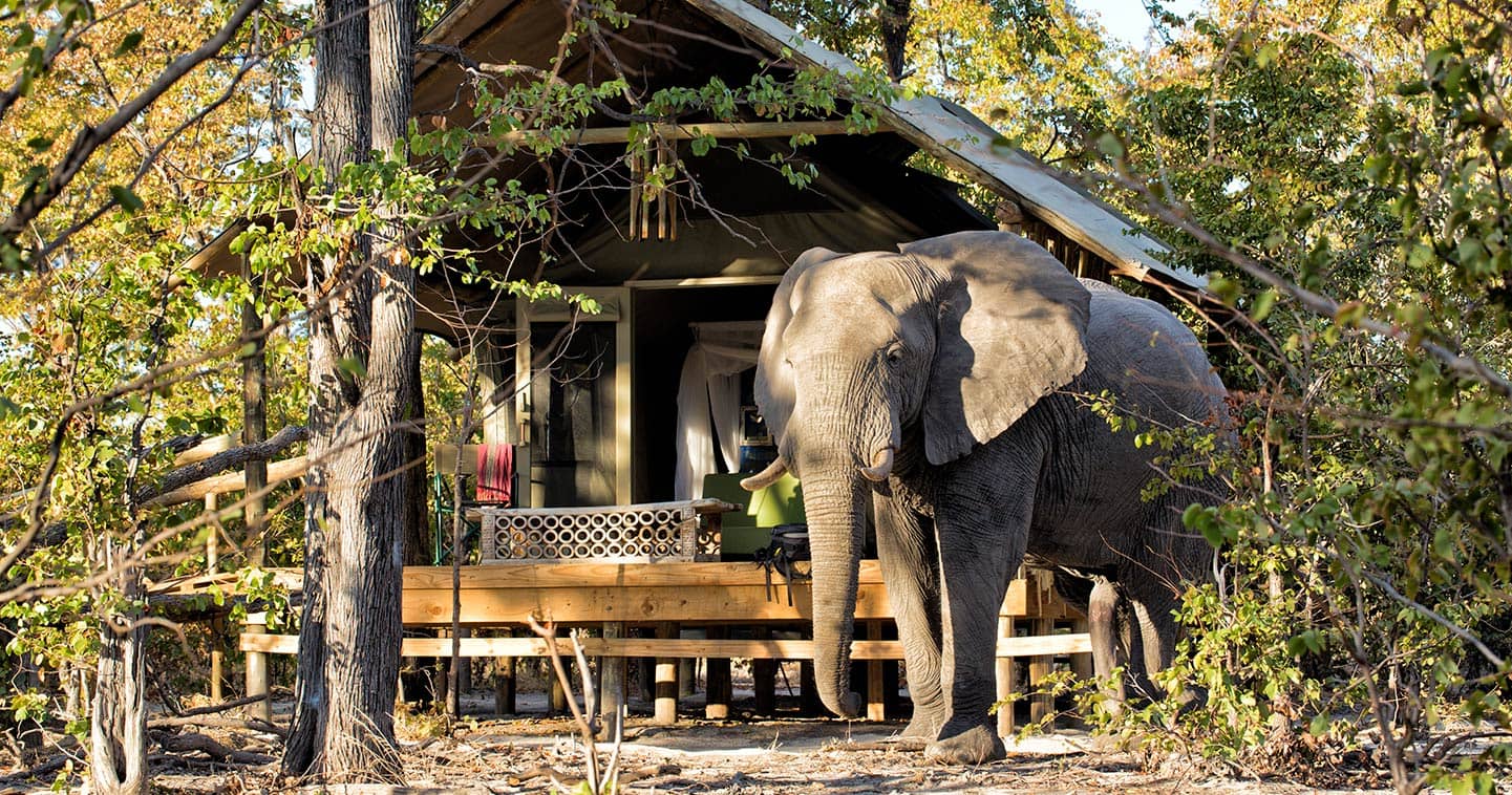 Luxury tented safari in Moremi at Hyena Pan