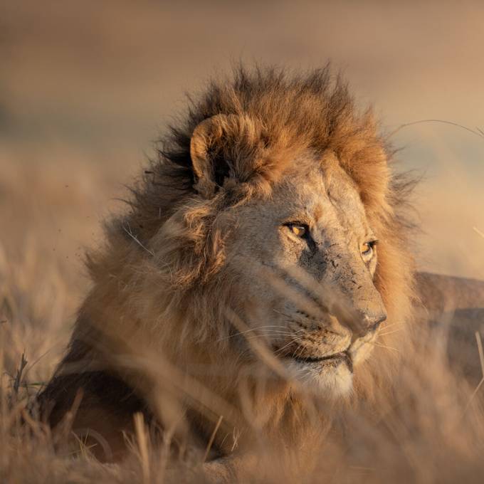Male lion resting in golden grass in Moremi Game Reserve