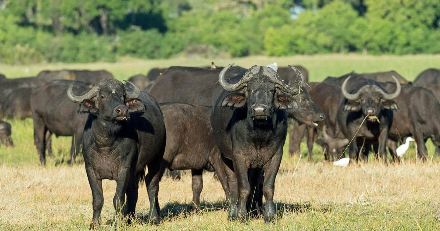 Cape Buffalo in the Moremi - Meet all of the Big Five