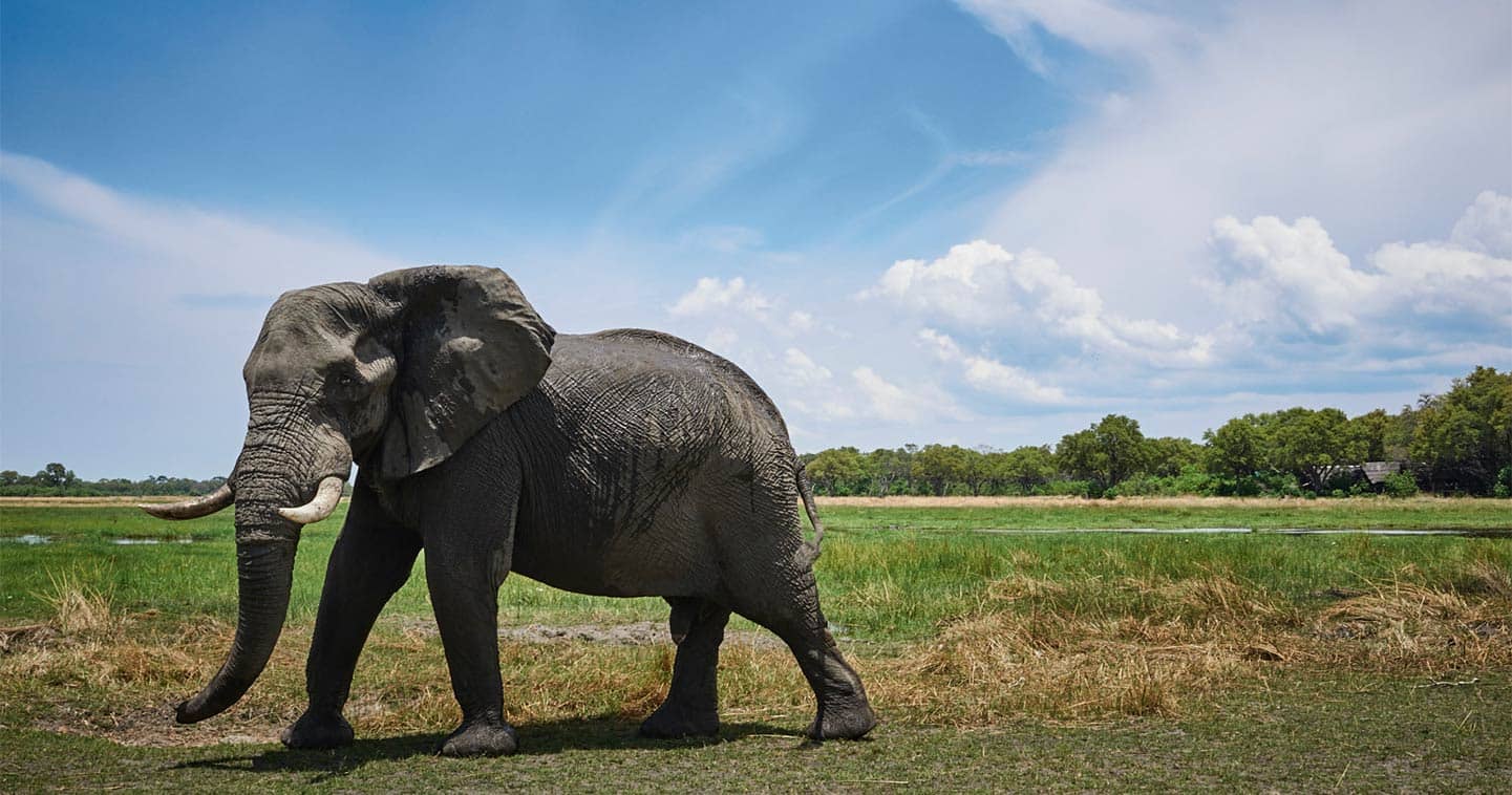 Elephant up close and personal in Moremi, the ideal place for a Big Five safari