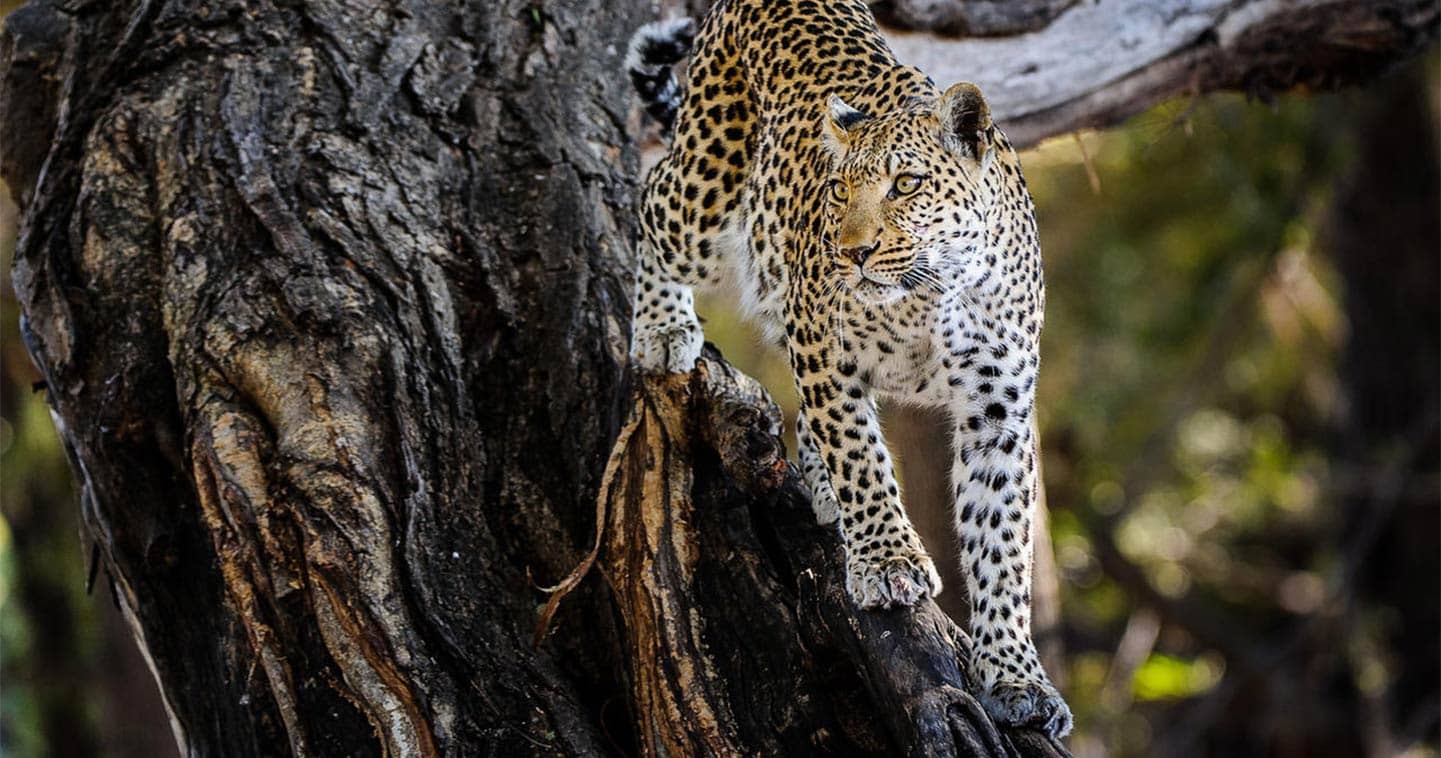 Big Five Safari in Moremi Game Reserve - Leopard