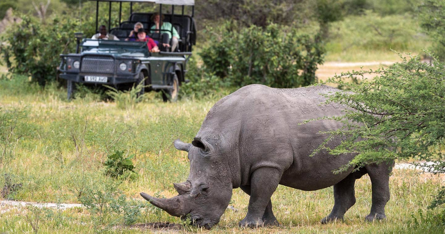 Viewing rhinoceros during a Big Five safari in Moremi, Botswana