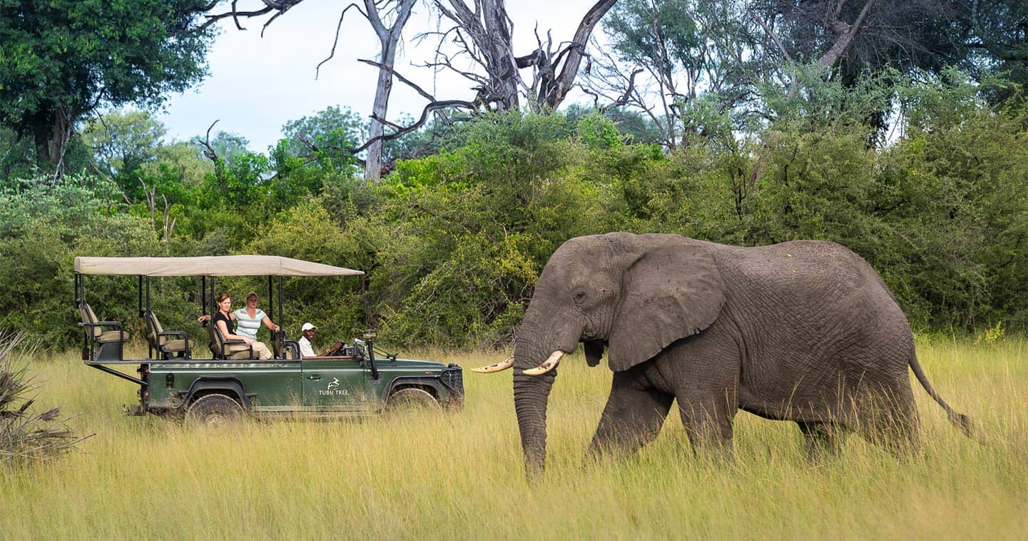 Moremi Game Reserve Game drive