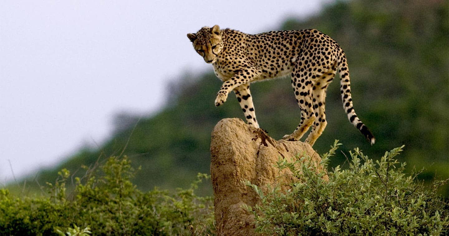 Cheetah in The Chobe National Park