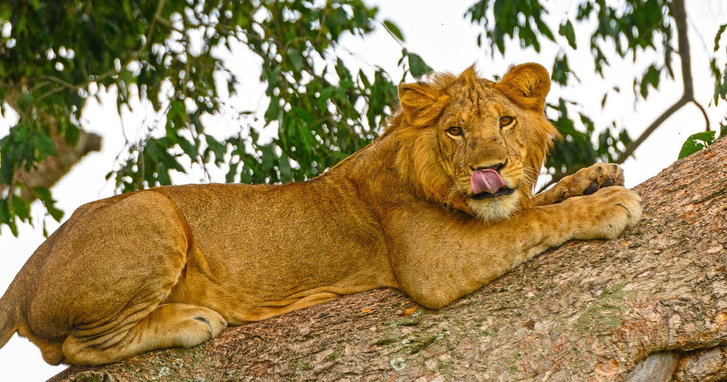Lion in The Chobe National Park