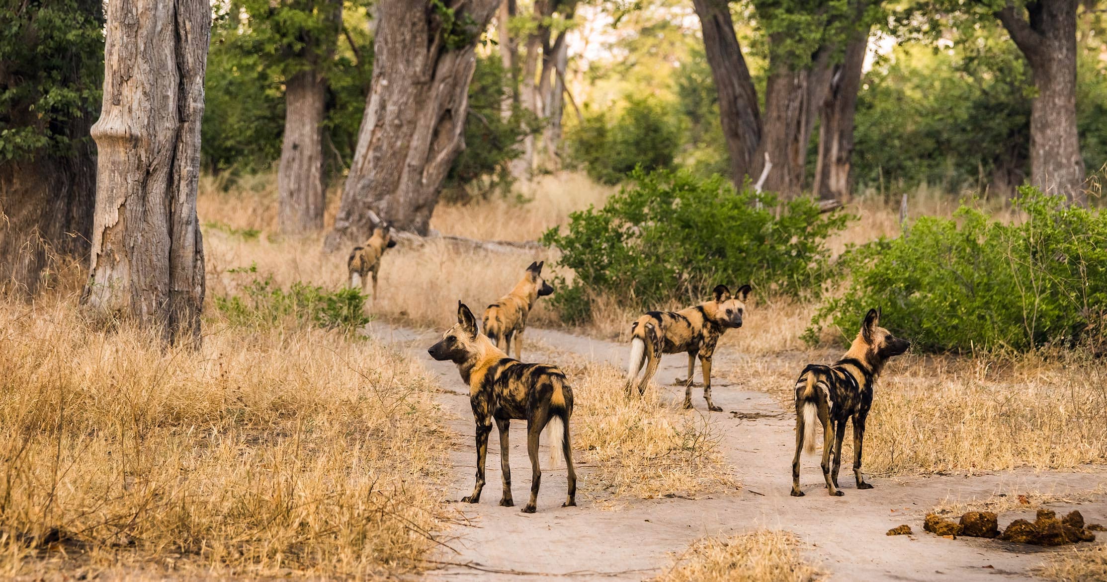 Moremi Game Reserve: Botswana's wildlife haven for an unmatched safari experience