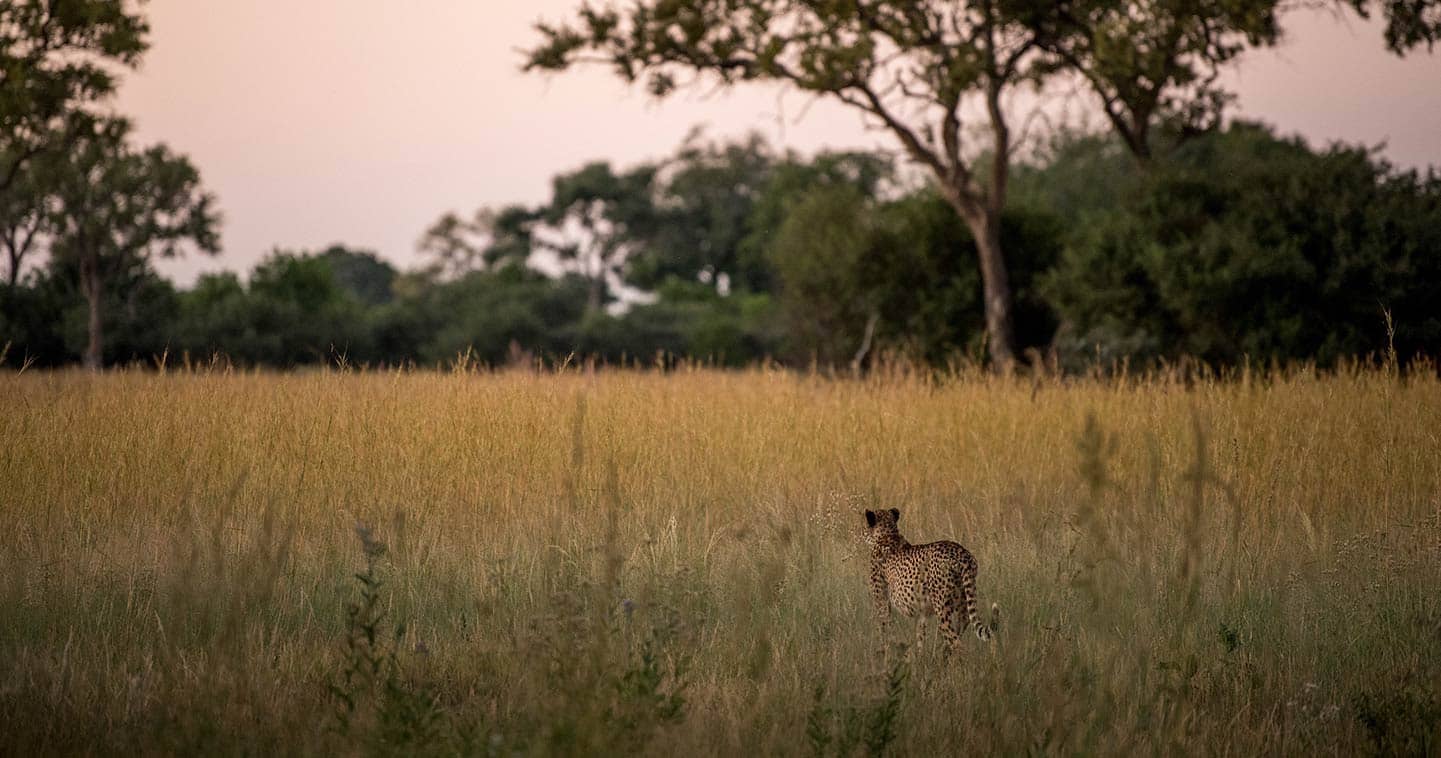 Enjoy a Moremi wildlife safari at Khwai Reserve