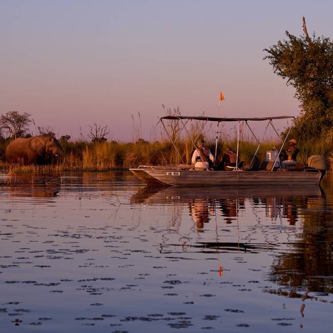 Motorboat safari near an elephant in the reeds at dusk in Moremi