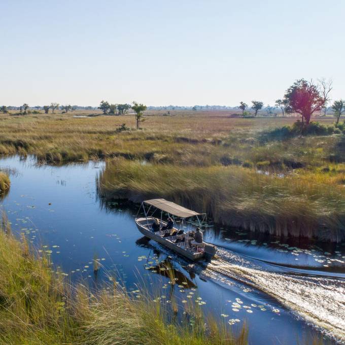 Motorboat safari through lily-pad channels in Moremi