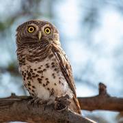 Pearl-spotted owlet perched on a branch in the Khwai Reserve
