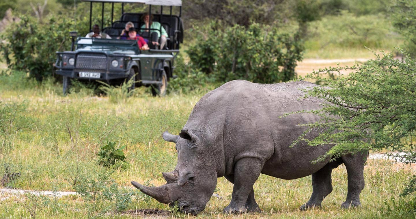 Rhinoceros in Moremi Game Reserve near Little Mombo Camp