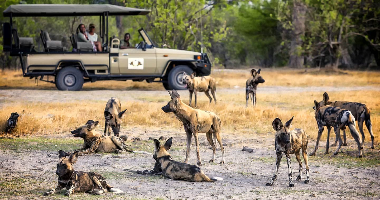 Game drive from Camp Khwai exploring Moremi Game Reserve, Botswana