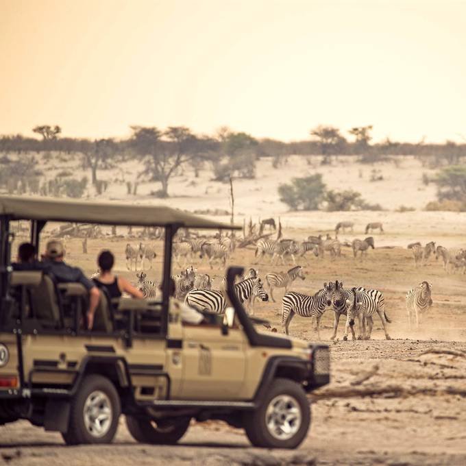 Safari vehicle among a large zebra herd near the Boteti River