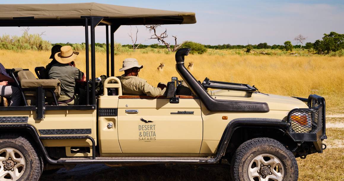 Safari vehicle watching lions in tall grass in Moremi Game Reserve
