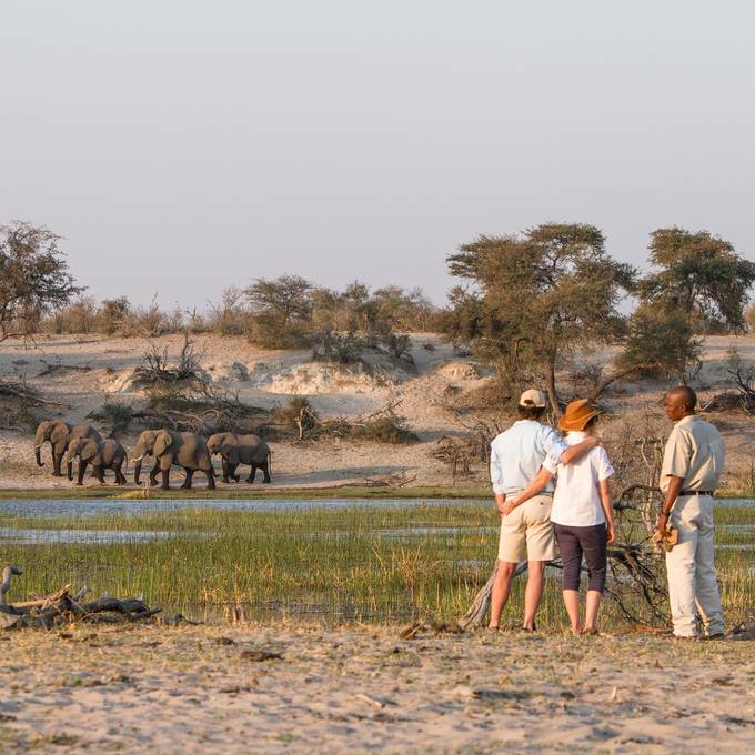 Sundowner watching elephants cross the Boteti River at dusk