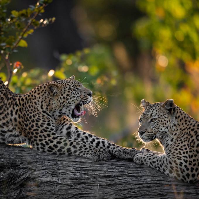 Two leopards resting on a fallen log in the Khwai Reserve