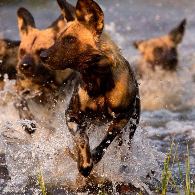 Wild dog pack splashing through the Khwai River in Moremi
