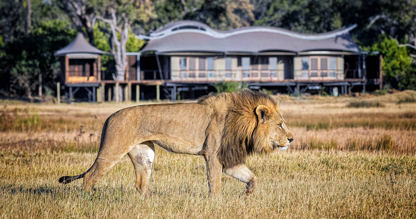 Wildlife up close in Moremi at Xigera