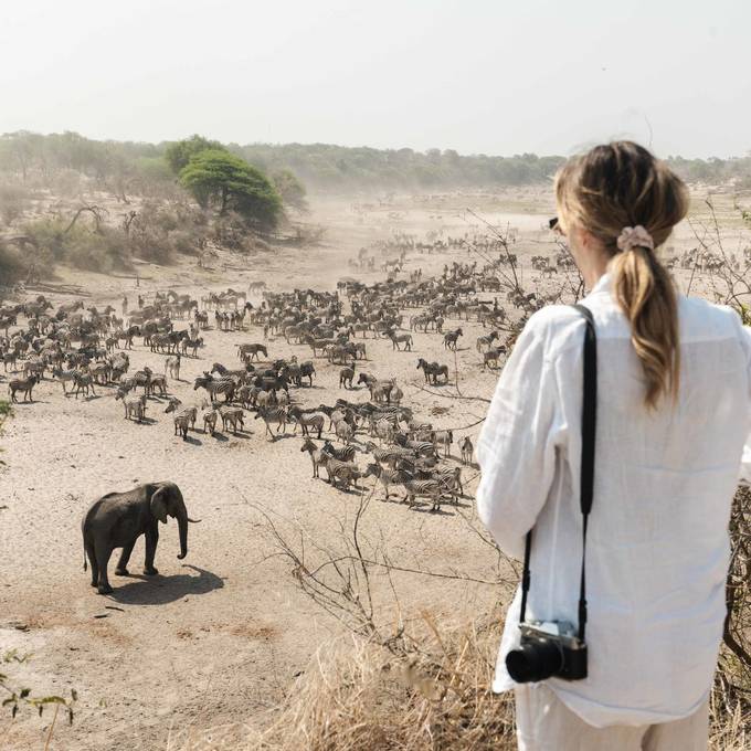Zebra migration at the Boteti River near Meno a Kwena